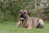 CANE CORSO 1307